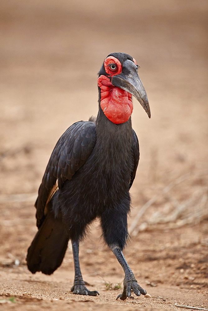 Southern ground-hornbill (Southern ground hornbill) (Bucorvus leadbeateri), male, Kruger National Park, South Africa, Africa