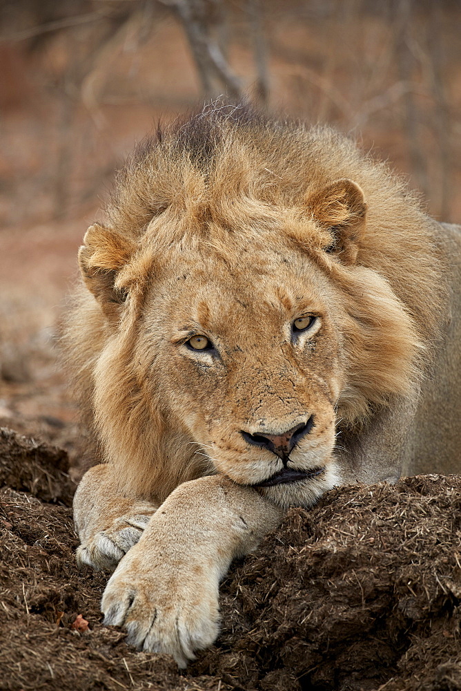 Lion (Panthera leo), Kruger National Park, South Africa, Africa