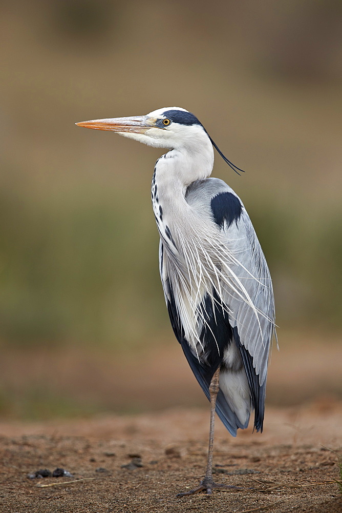 Gray heron (grey heron) (Ardea cinerea), Kruger National Park, South Africa, Africa