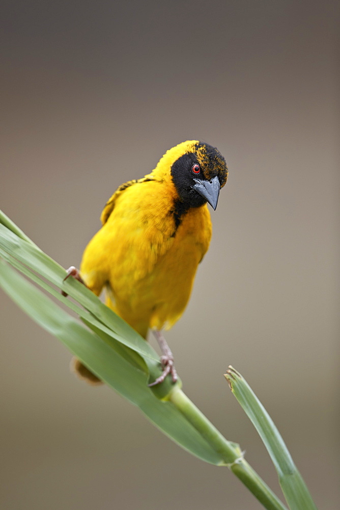 Southern masked weaver (Ploceus velatus), male, Kruger National Park, South Africa, Africa