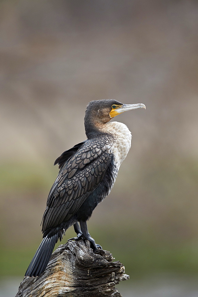 White-breasted cormorant (Phalacrocorax lucidus), juvenile, Kruger National Park, South Africa, Africa