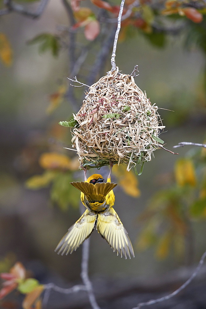 Southern masked weaver (Ploceus velatus), male building a nest, Kruger National Park, South Africa, Africa