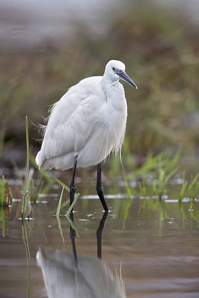 Little egret (Egretta garzetta), Kruger National Park, South Africa, Africa