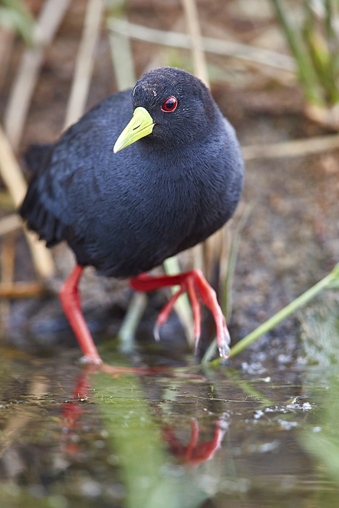 Black crake (Amaurornis flavirostris), Kruger National Park, South Africa, Africa