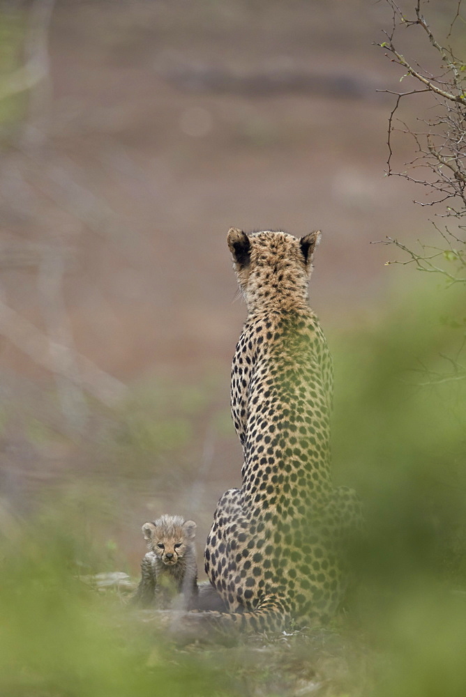 Cheetah (Acinonyx jubatus) mother and tiny cub, Kruger National Park, South Africa, Africa