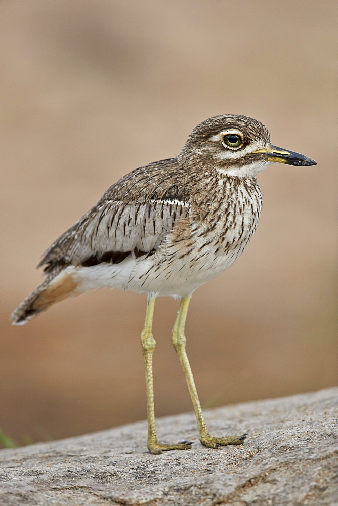 Water thickknee (water dikkop) (Burhinus vermiculatus), Kruger National Park, South Africa, Africa