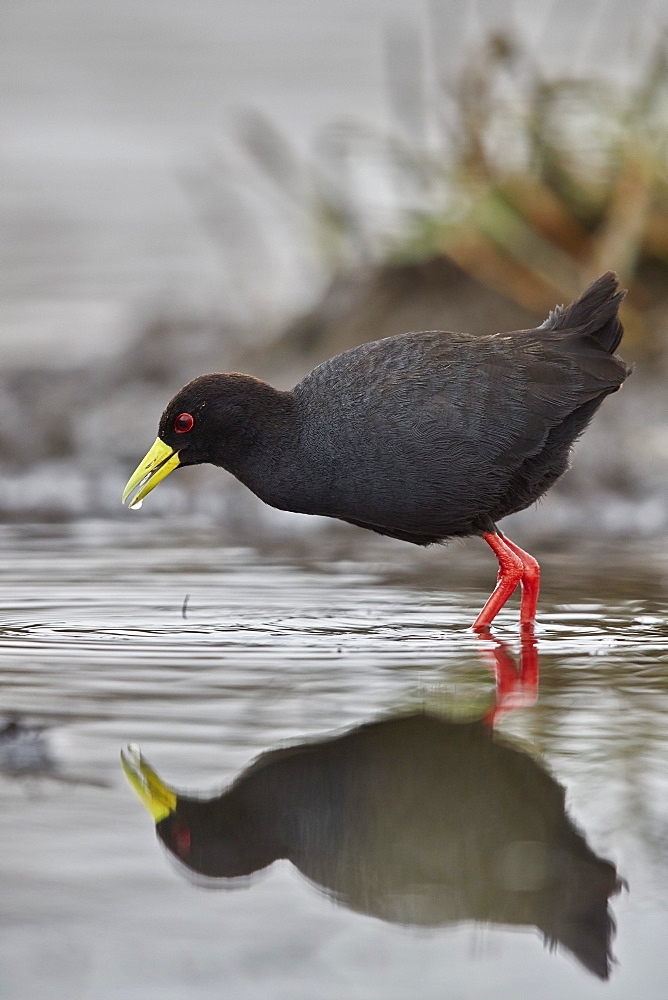 Black crake (Amaurornis flavirostris), Kruger National Park, South Africa, Africa