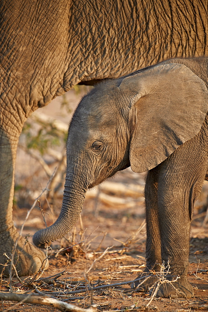 African elephant (Loxodonta africana) baby, Kruger National Park, South Africa, Africa