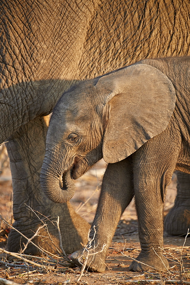 African elephant (Loxodonta africana) baby, Kruger National Park, South Africa, Africa