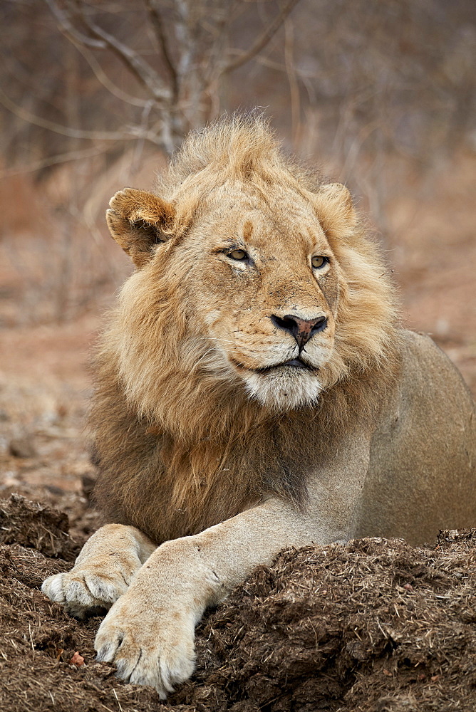 Lion (Panthera leo), Kruger National Park, South Africa, Africa