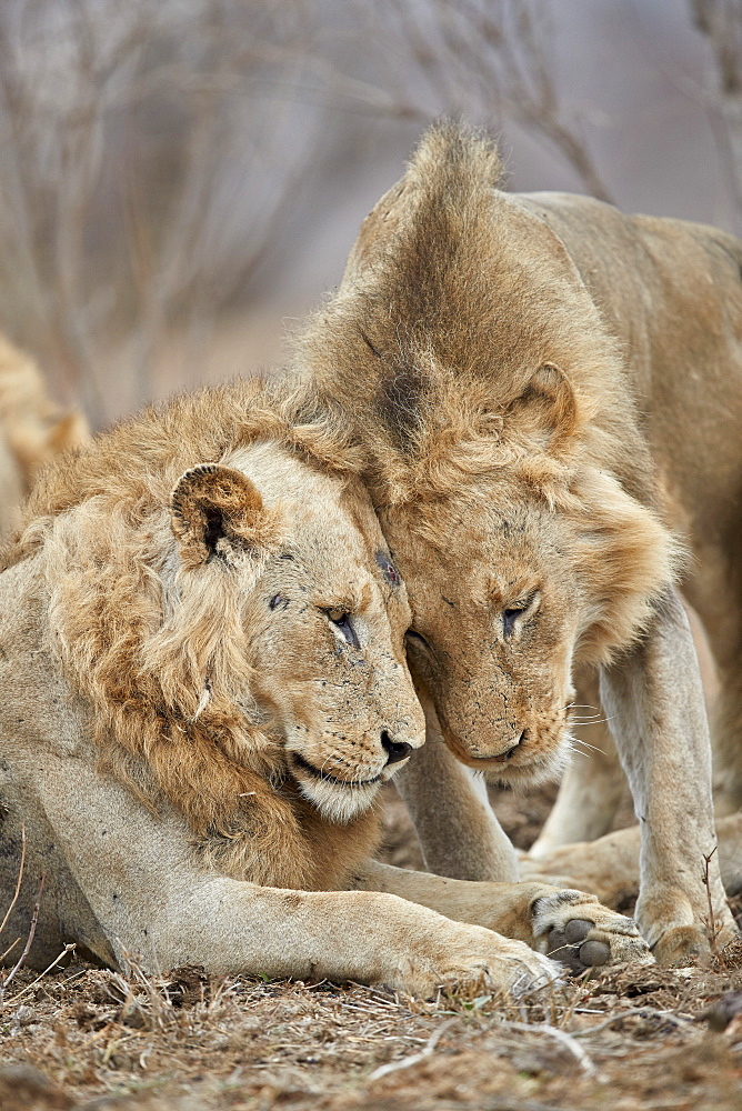 Two lions (Panthera leo) greeting each other, Kruger National Park, South Africa, Africa