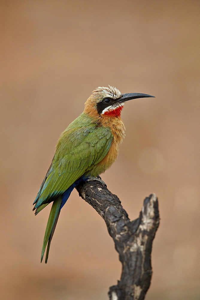 White-fronted bee-eater (Merops bullockoides), Kruger National Park, South Africa, Africa