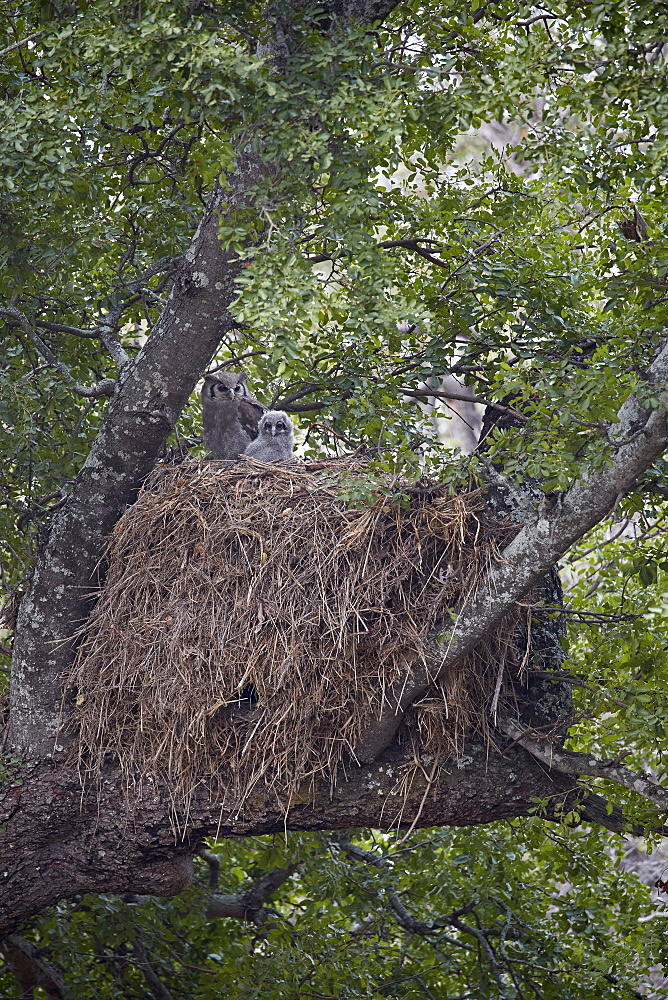 Verreaux's eagle owl (giant eagle owl) (Bubo lacteus) adult and chick on their nest, Kruger National Park, South Africa, Africa