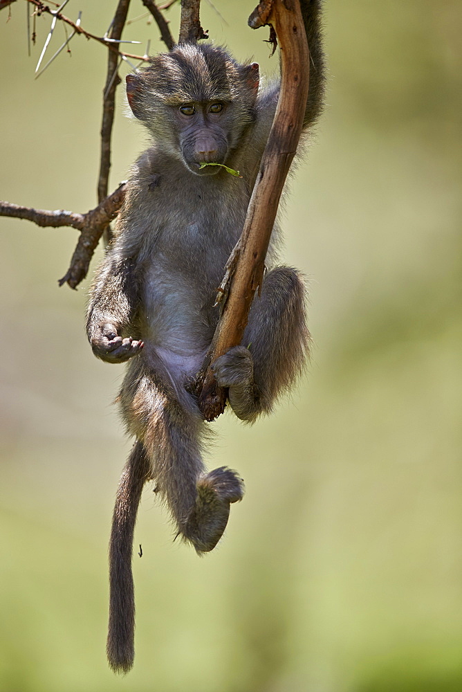 Juvenile olive baboon (Papio cynocephalus anubis) in a tree, Ngorongoro Crater, Tanzania, East Africa, Africa