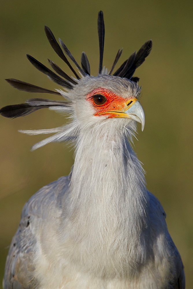 Secretarybird (Sagittarius serpentarius), Ngorongoro Crater, Tanzania, East Africa, Africa