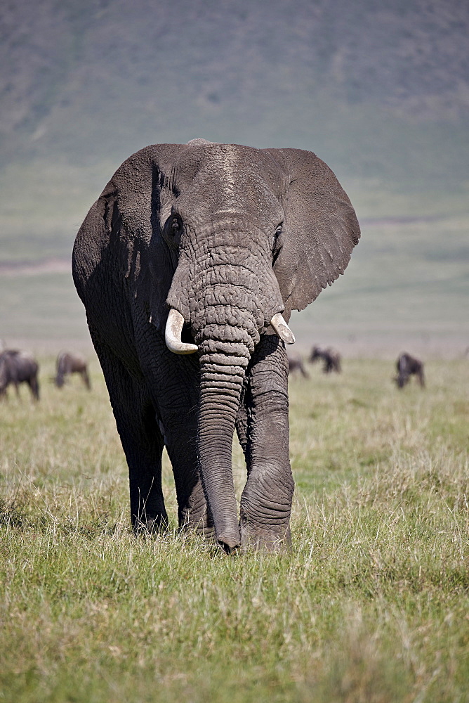 African elephant (Loxodonta africana) bull, Ngorongoro Crater, Tanzania, East Africa, Africa