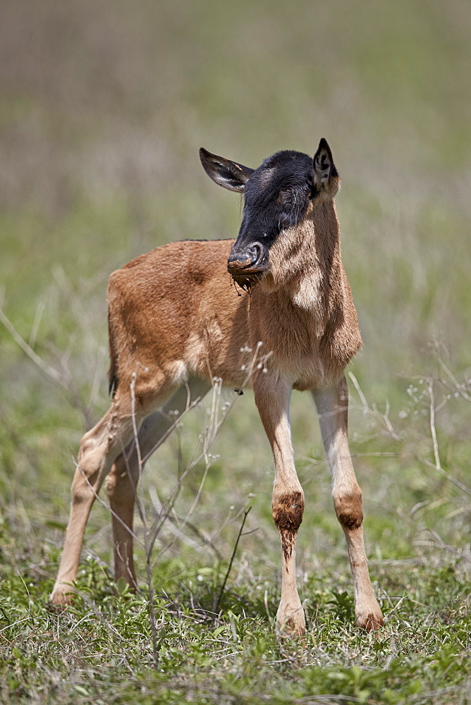 Blue wildebeest (brindled gnu) (Connochaetes taurinus) calf, Ngorongoro Crater, Tanzania, East Africa, Africa