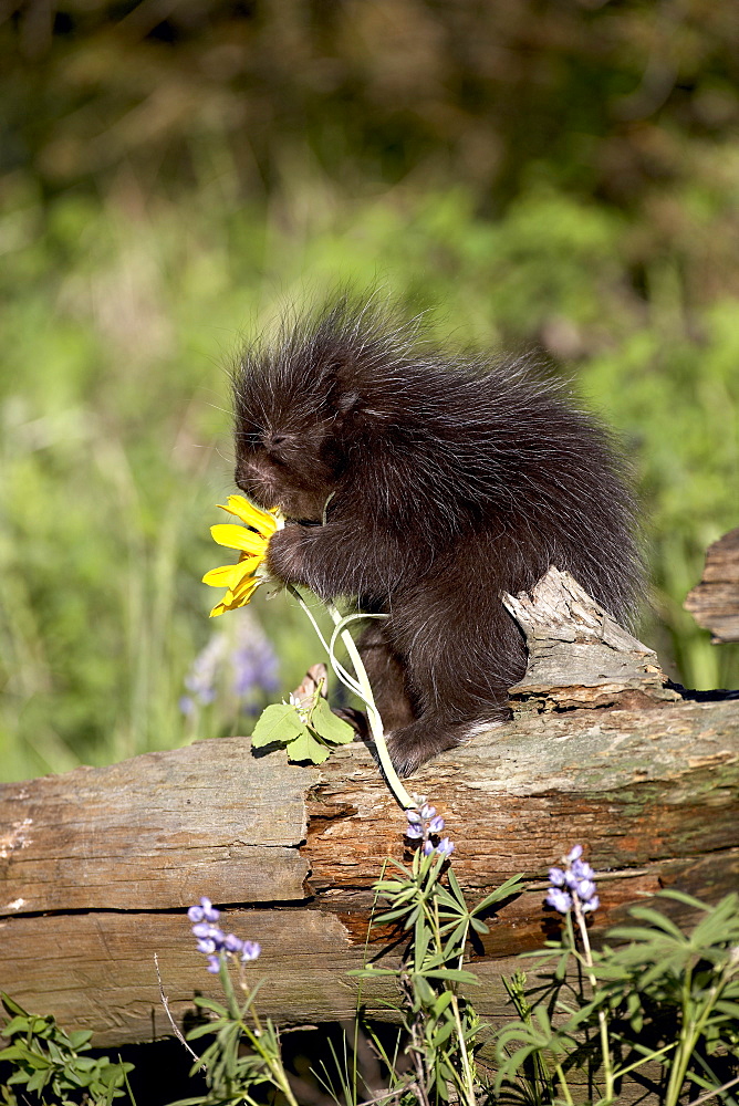 Baby porcupine (Erethizon dorsatum) in captivity, Animals of Montana, Bozeman, Montana, United States of America, North America