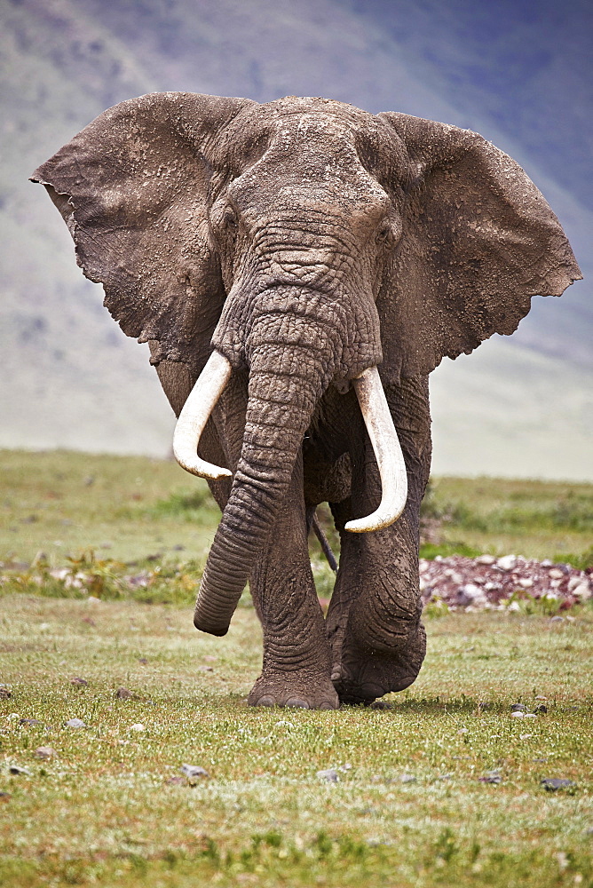 African elephant (Loxodonta africana) bull, Ngorongoro Crater, Tanzania, East Africa, Africa