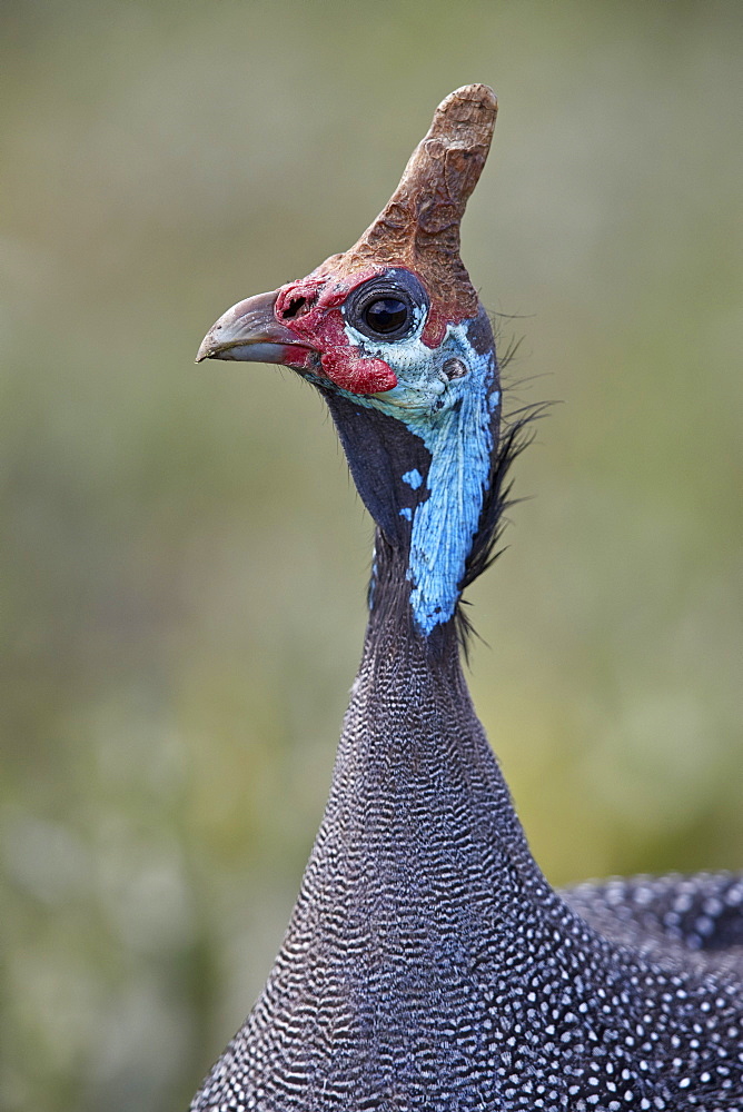 Helmeted guineafowl (Numida meleagris), Ngorongoro Crater, Tanzania, East Africa, Africa