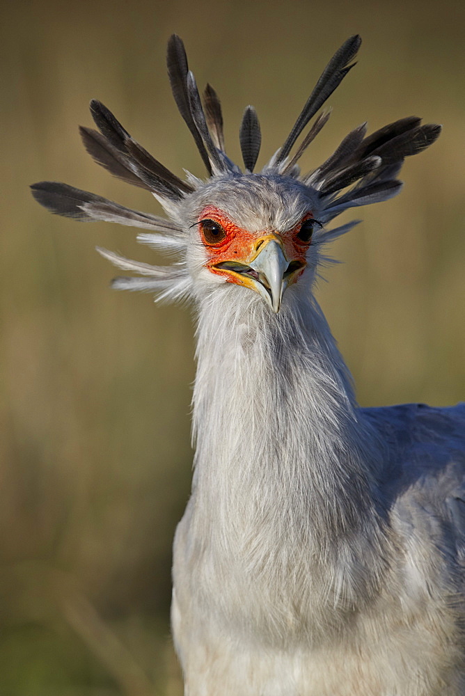 Secretarybird (Sagittarius serpentarius), Ngorongoro Crater, Tanzania, East Africa, Africa