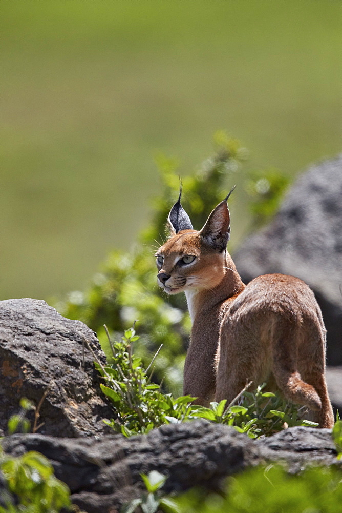 Caracal (Caracal caracal), Ngorongoro Crater, Tanzania, East Africa, Africa