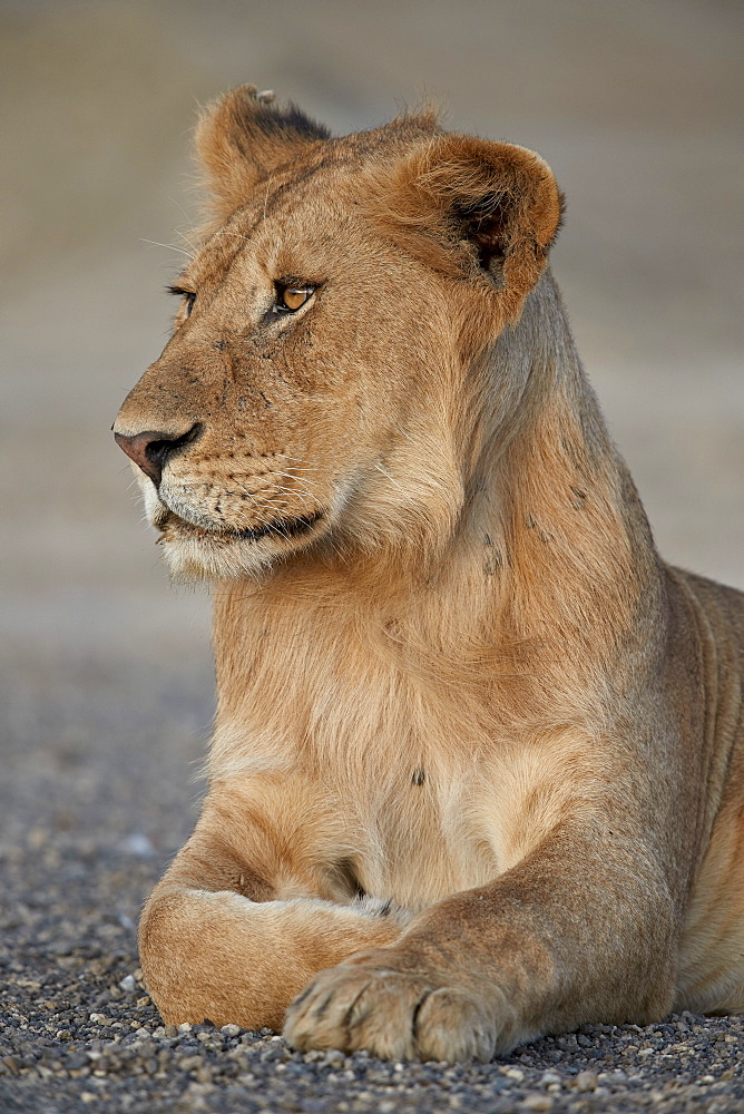 Young male lion (Panthera leo), Serengeti National Park, Tanzania, East Africa, Africa