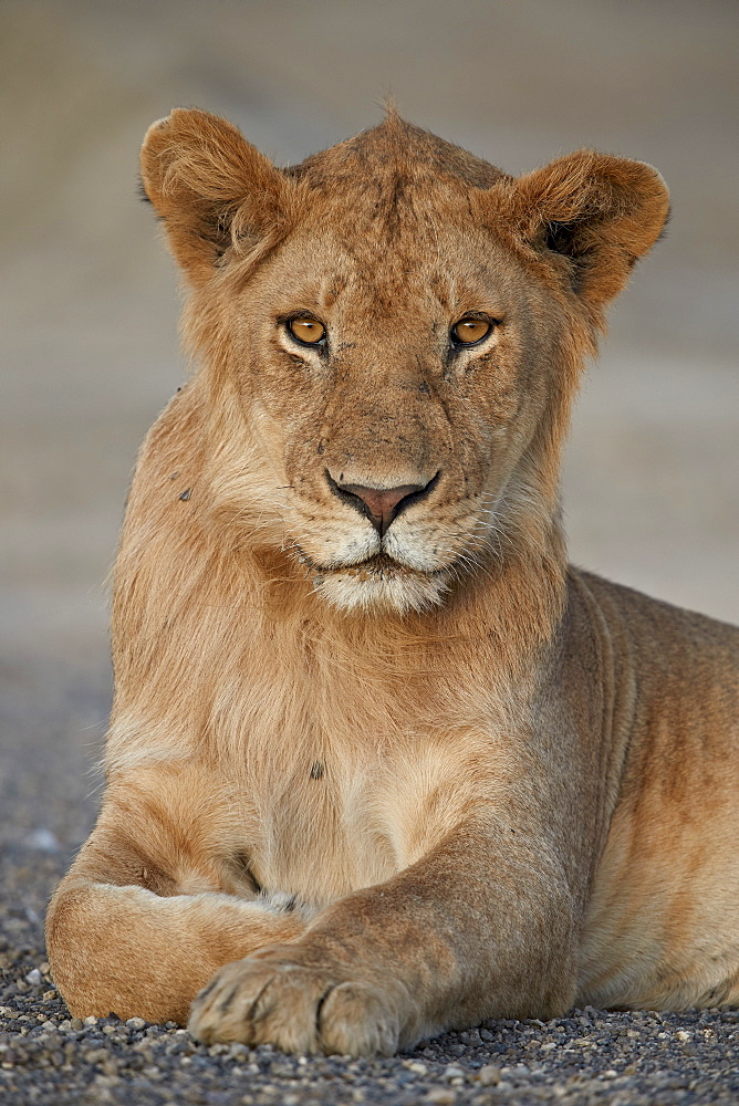 Young male lion (Panthera leo), Serengeti National Park, Tanzania, East Africa, Africa