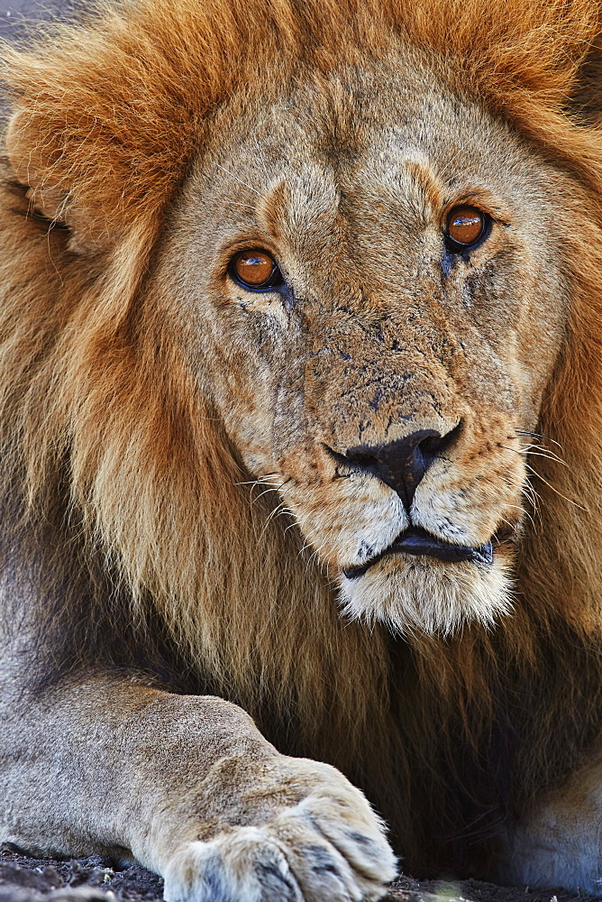 Lion (Panthera leo), Serengeti National Park, Tanzania, East Africa, Africa