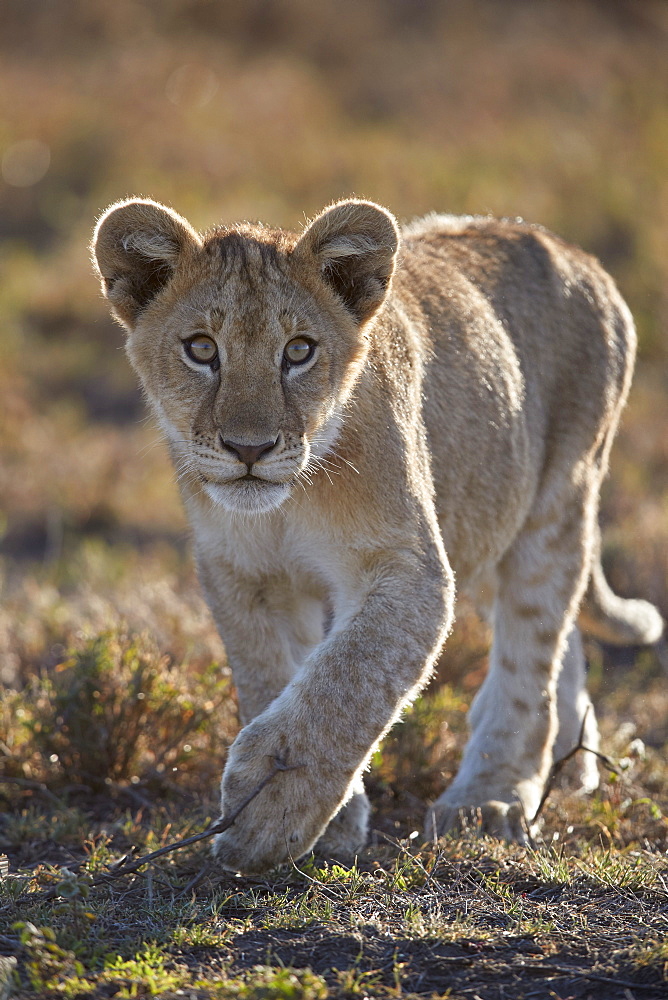 Lion (Panthera leo) cub, Ngorongoro Conservation Area, Tanzania, East Africa, Africa