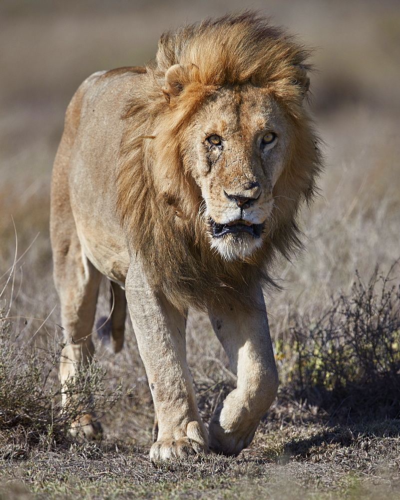 Lion (Panthera leo), Ngorongoro Conservation Area, Tanzania, East Africa, Africa