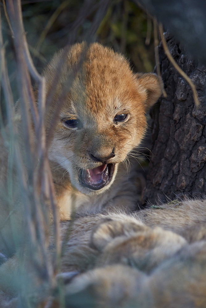 Lion (Panthera leo) cub, Ngorongoro Conservation Area, Tanzania, East Africa, Africa