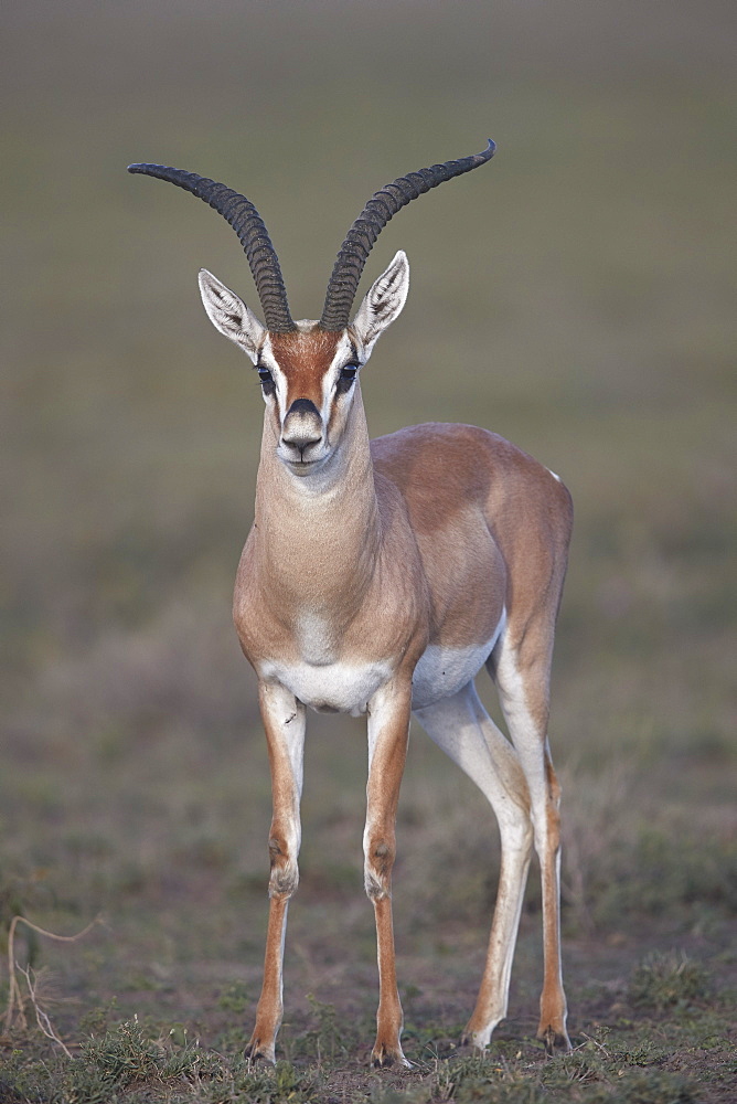 Grant's Gazelle (Gazella granti) buck, Ngorongoro Conservation Area, Tanzania, East Africa, Africa