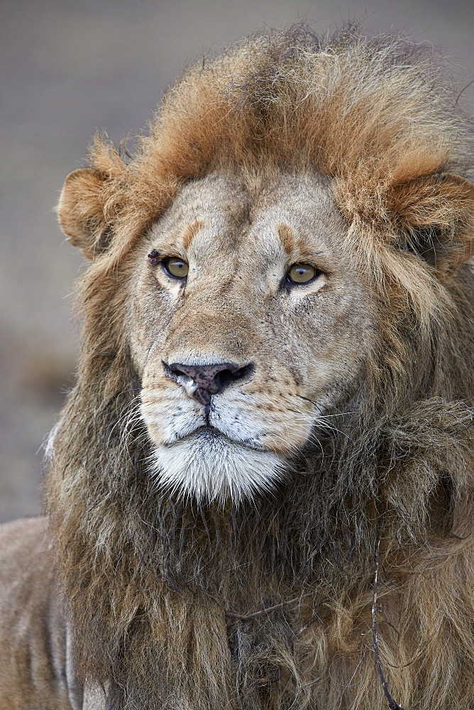 Lion (Panthera leo), Ngorongoro Conservation Area, Tanzania, East Africa, Africa