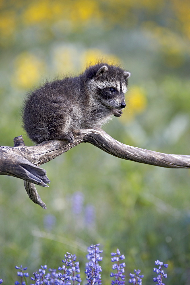 Baby raccoon (Procyon lotor) in captivity, Animals of Montana, Bozeman, Montana, United States of America, North America