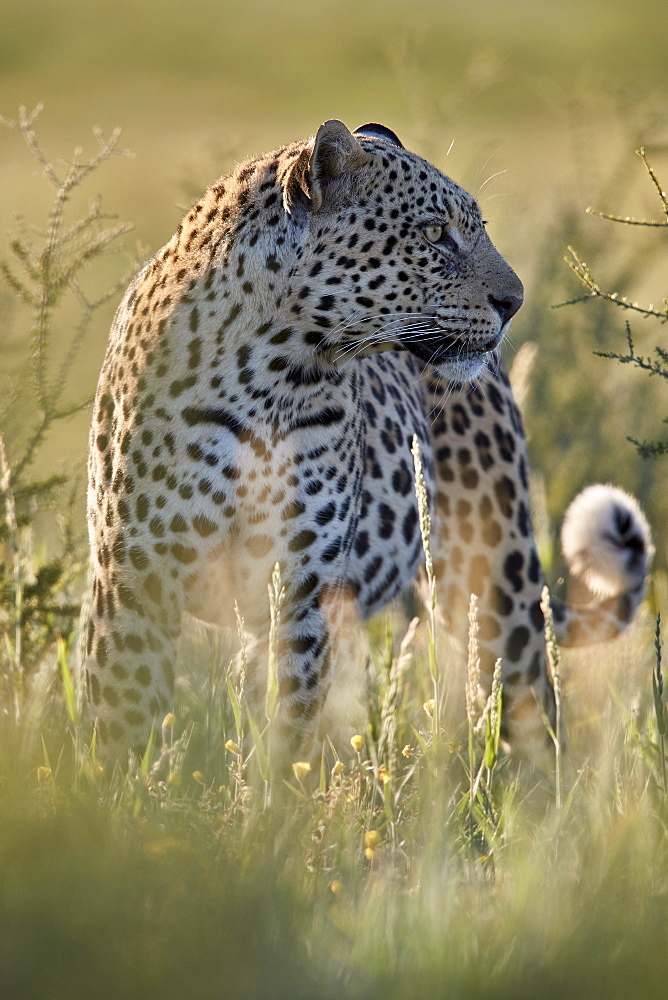 Leopard (Panthera pardus), male, Kgalagadi Transfrontier Park, South Africa, Africa