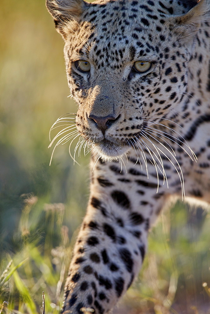 Leopard (Panthera pardus), male, Kgalagadi Transfrontier Park, South Africa, Africa