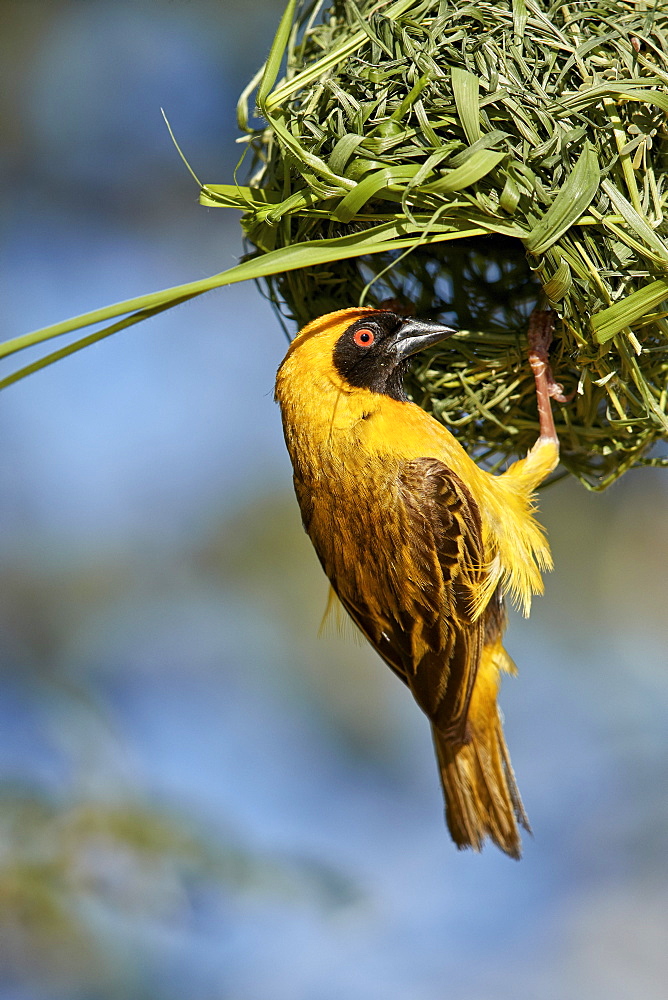 Southern masked weaver (Ploceus velatus), male building a nest, Kgalagadi Transfrontier Park, South Africa, Africa