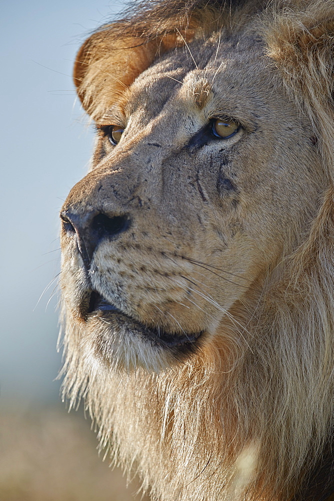 Lion (Panthera leo), Kgalagadi Transfrontier Park, South Africa, Africa