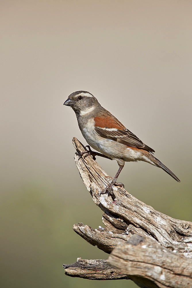 Great sparrow (Passer motitensis), female, Kgalagadi Transfrontier Park, South Africa, Africa