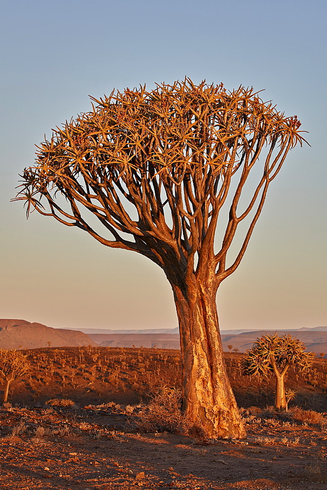 Quiver tree (Kokerboom) (Aloe dichotoma), Gannabos, Namakwa, Namaqualand, South Africa, Africa