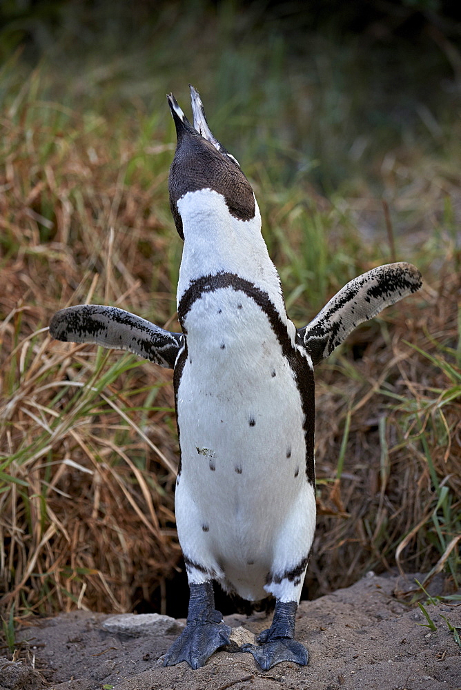 African Penguin (Spheniscus demersus) calling, Simon's Town, near Cape Town, South Africa, Africa