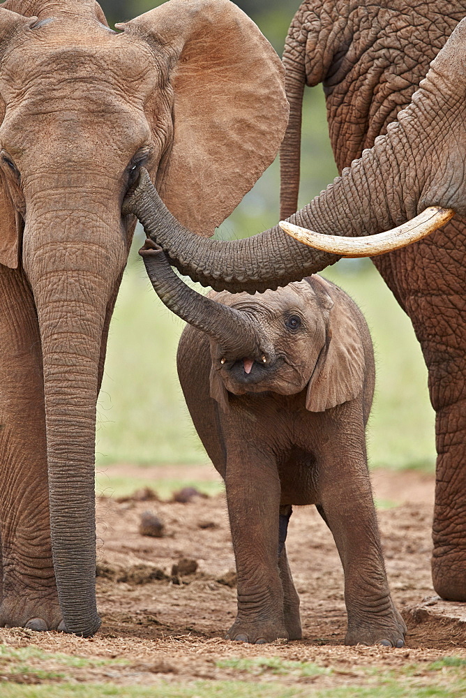 African Elephant (Loxodonta africana) mother and young, Addo Elephant National Park, South Africa, Africa