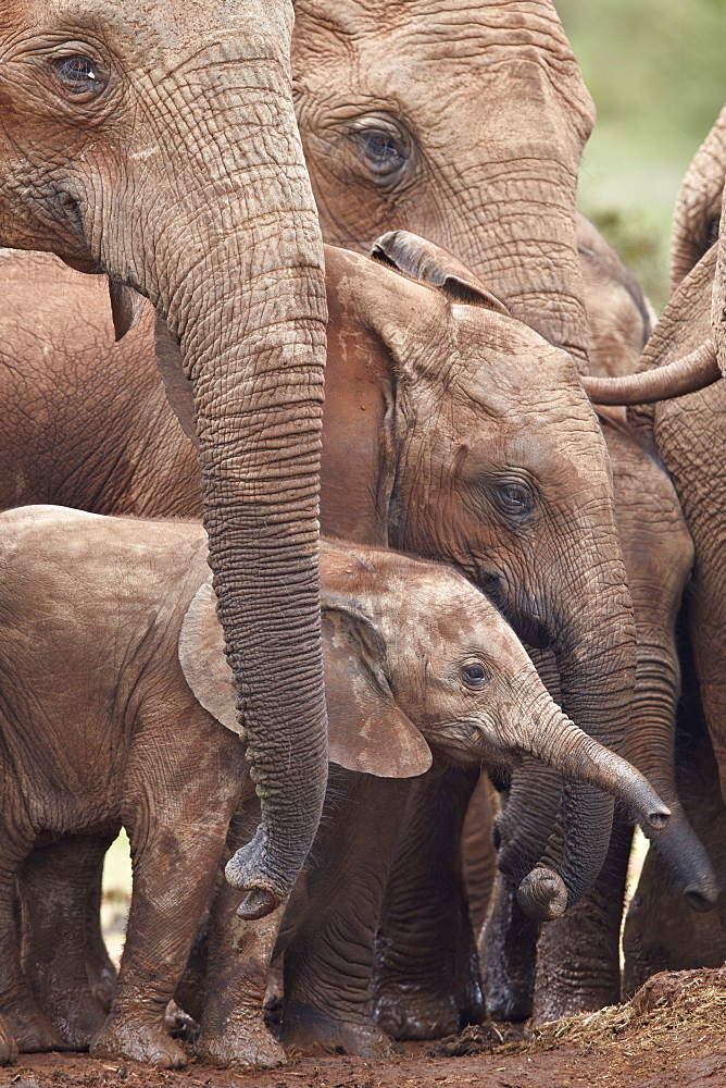 African Elephant (Loxodonta africana) group, Addo Elephant National Park, South Africa, Africa