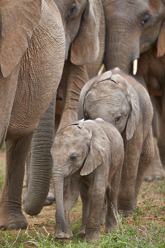 Young African Elephant (Loxodonta africana), Addo Elephant National Park, South Africa, Africa