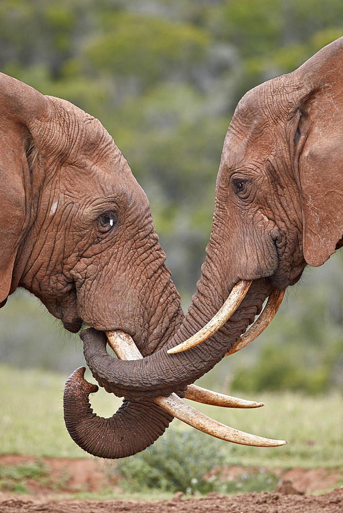 Two African Elephant (Loxodonta africana) greeting each other, Addo Elephant National Park, South Africa, Africa