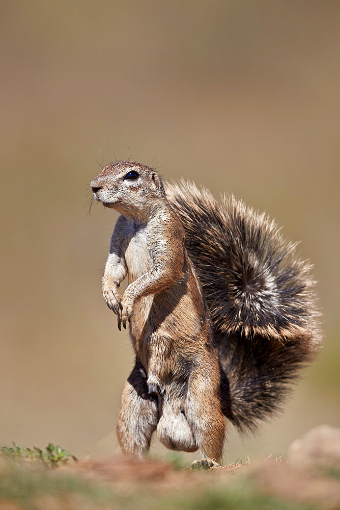 Cape Ground Squirrel (Xerus inauris), male, Mountain Zebra National Park, South Africa, Africa