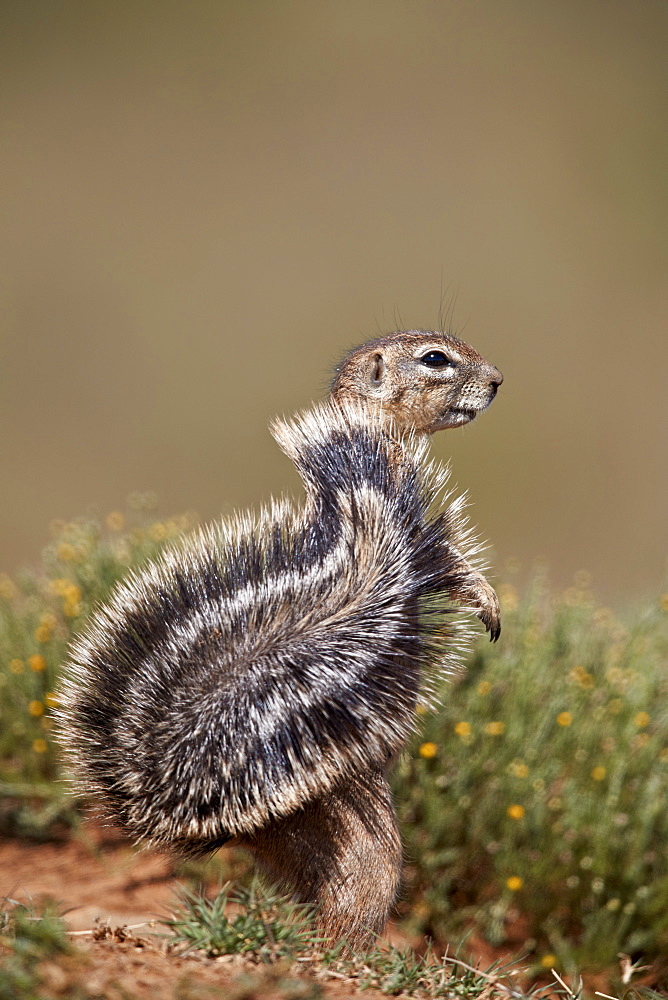 Cape Ground Squirrel (Xerus inauris), Mountain Zebra National Park, South Africa, Africa