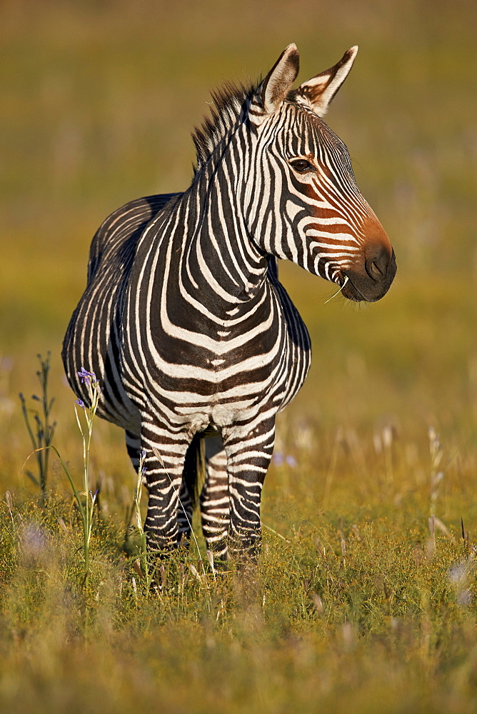 Cape Mountain Zebra (Equus zebra zebra), pregnant female, Mountain Zebra National Park, South Africa, Africa