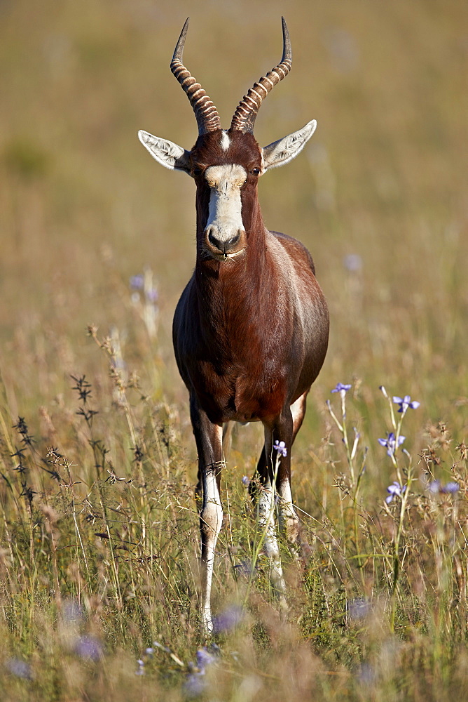 Blesbok (Damaliscus pygargus phillipsi), male, Mountain Zebra National Park, South Africa, Africa